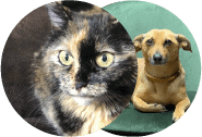 Hund und Katze