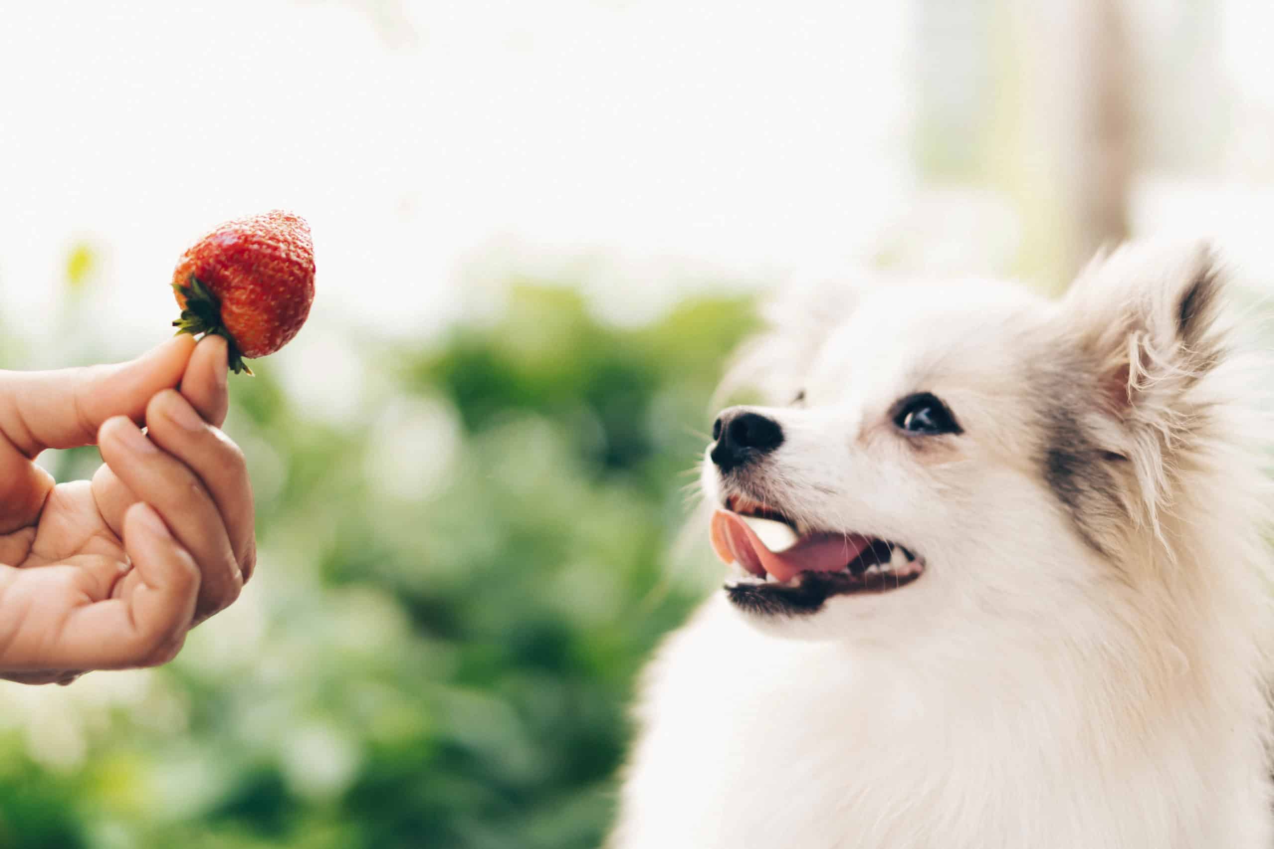 Closeup cute pomeranian dog looking red strawberry in hand with happy moment, selective focus