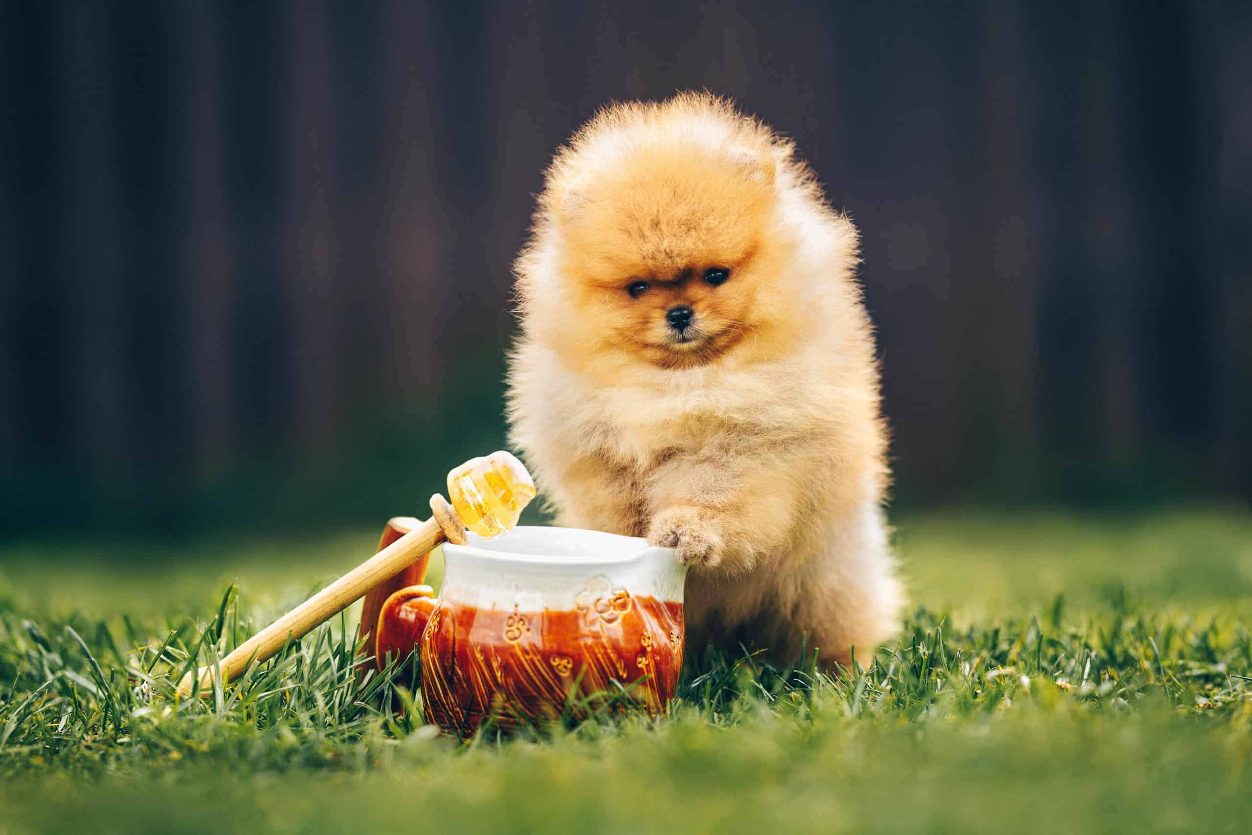 funny pomeranian spitz puppy posing with a honey pot outdoors in summer