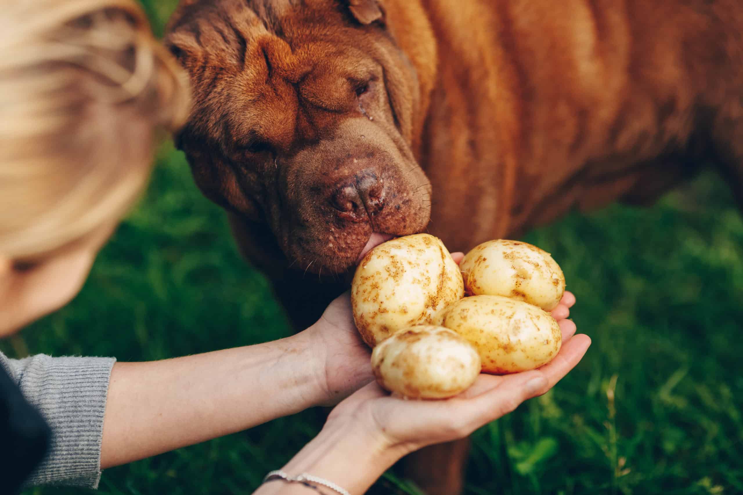 Potato harvesting. Dogs tasting the freshly harvested and washed potatoes on female hands. Locavore, clean eating,organic agriculture, local farming,growing concept. Selective focus