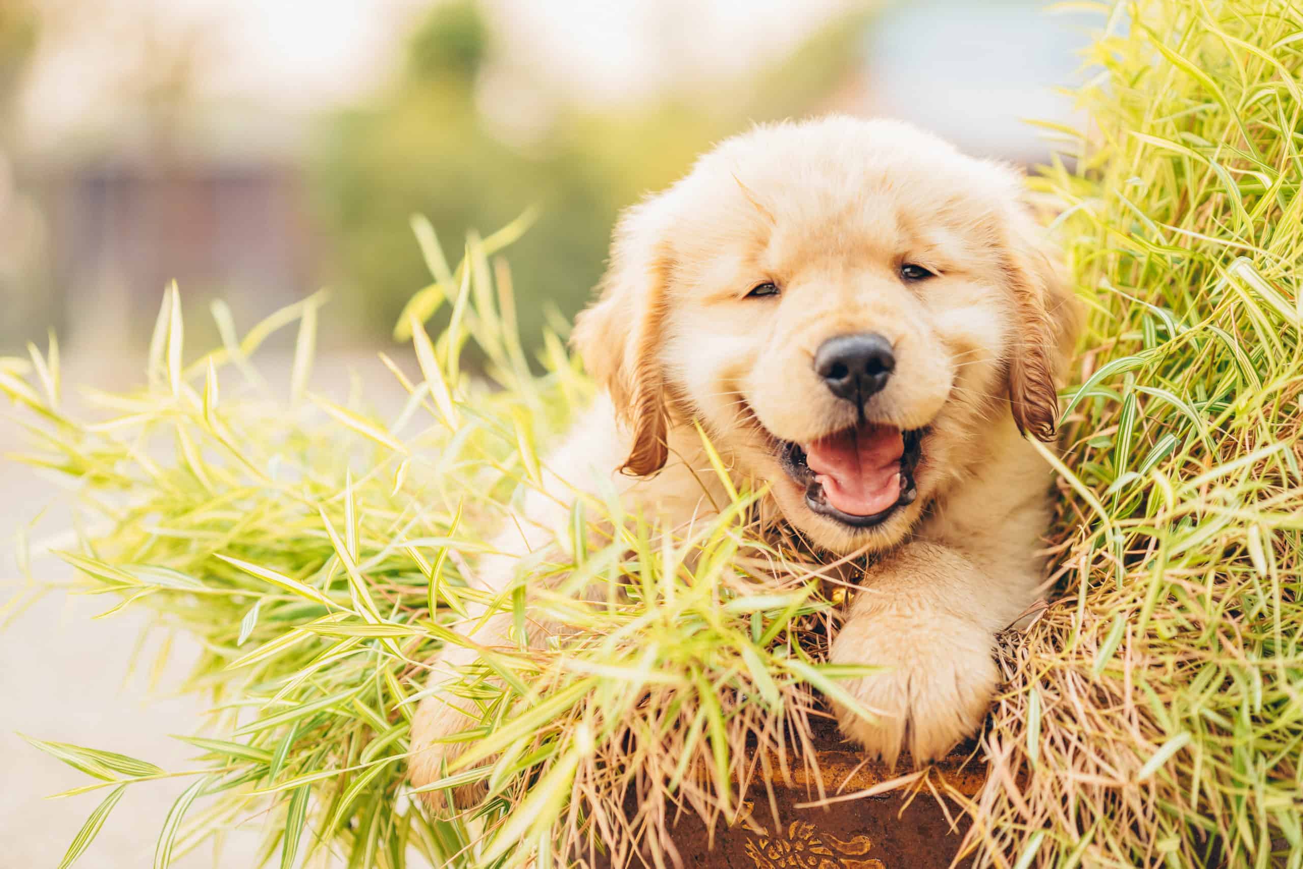 Little cute puppy (Golden Retriever) eating small bamboo plants or Thyrsostachys siamensis Gamble in garden pot
