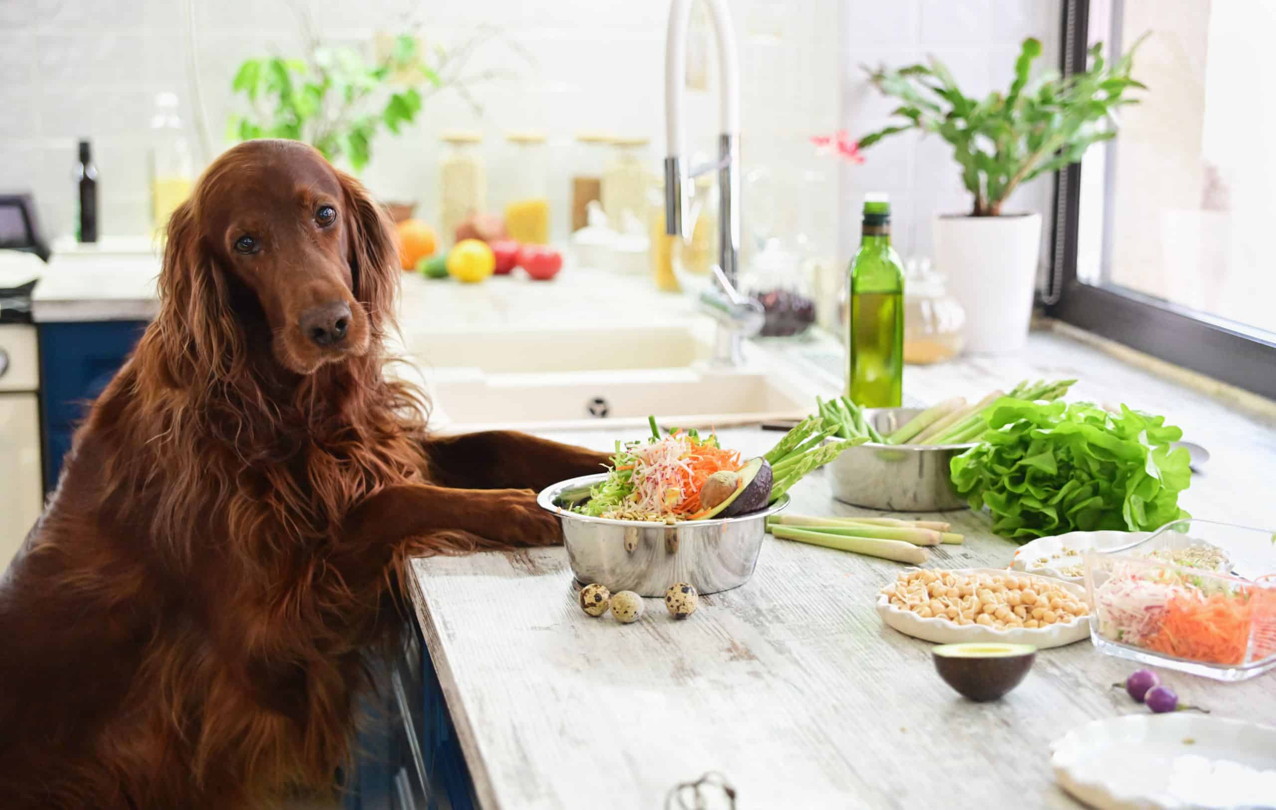 Hund in der Küche mit gesunden Lebensmitteln wie Quinoa und Gemüse