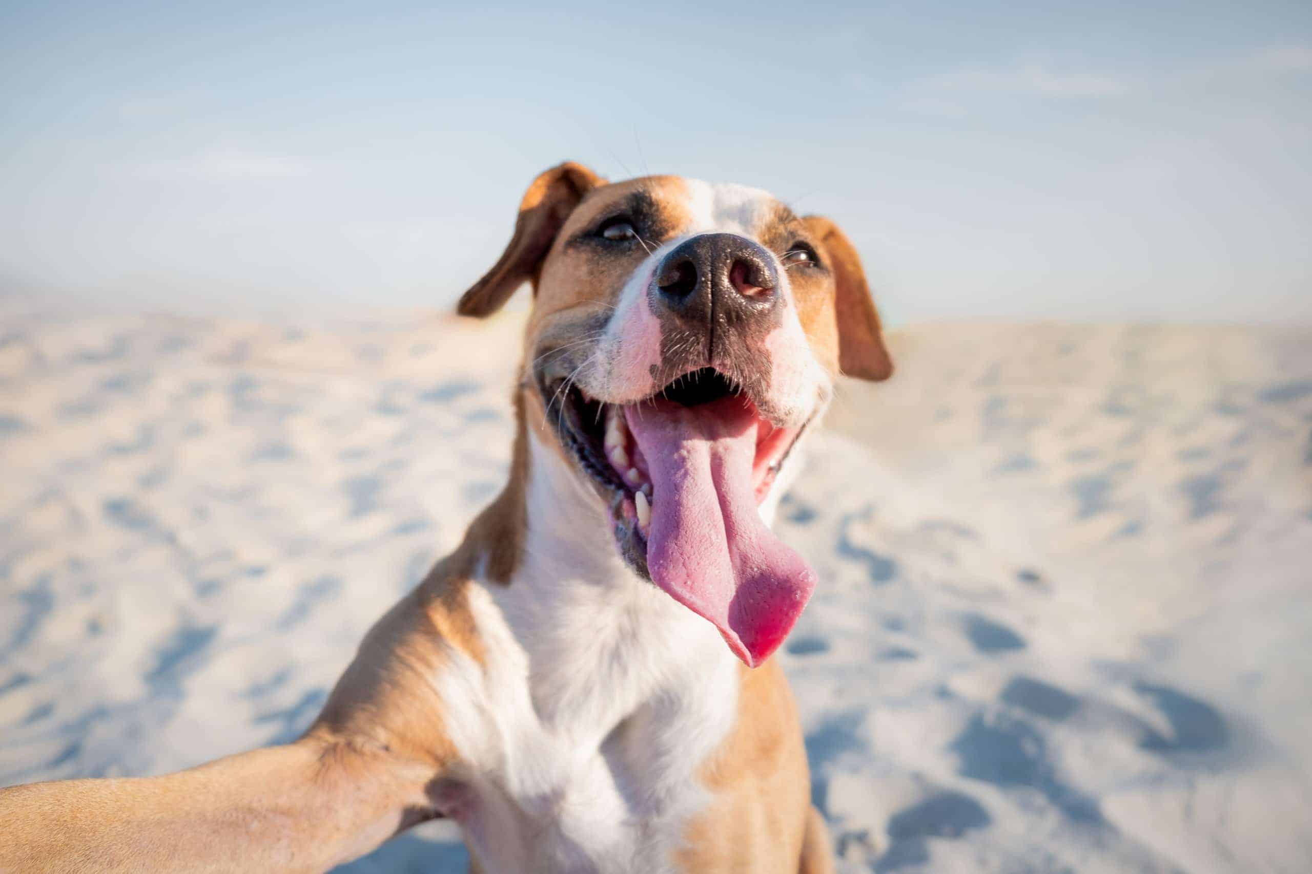 Glücklicher, entspannter Hund im Urlaub am Strand