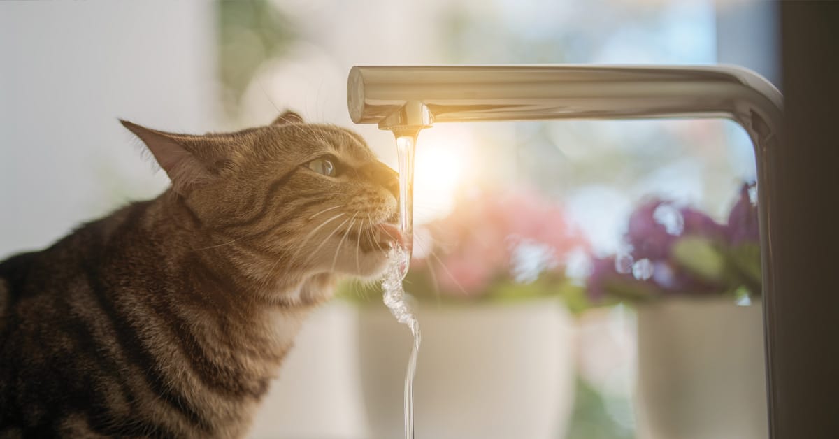 Wie viel Wasser sollte meine Katze trinken?