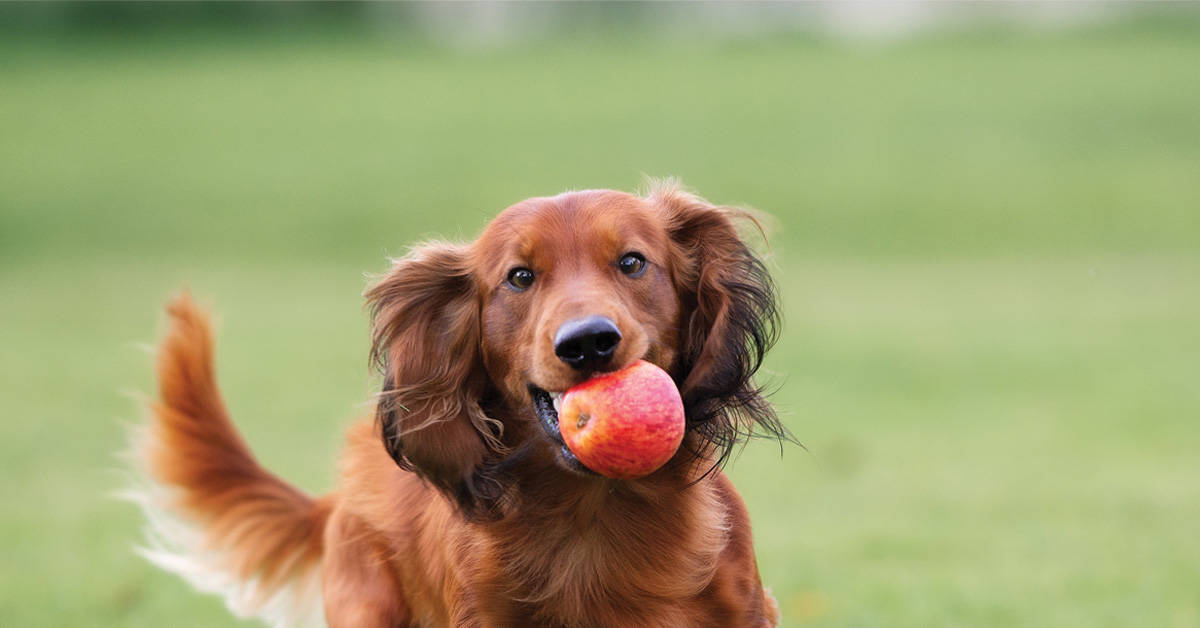 Äpfel für Hunde