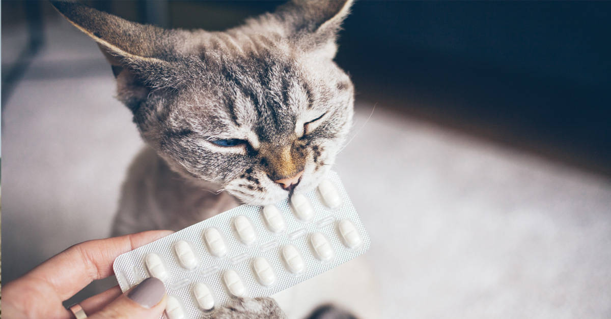 Katzen Tabletten geben: Mit diesen Tricks klappt’s bestimmt