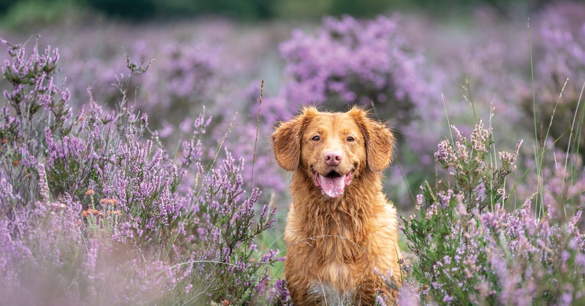Lavendel für Hunde